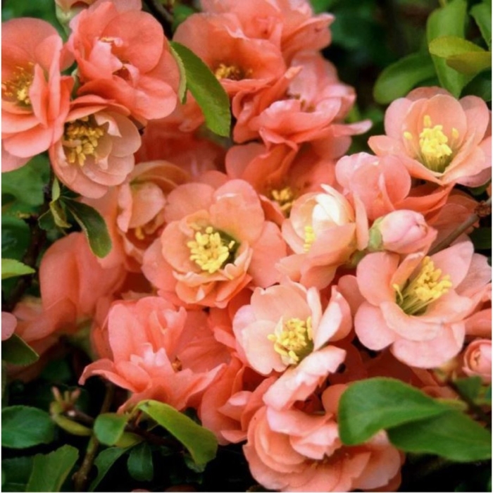 Айва (хеномелес) великолепная камео