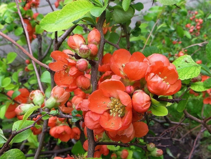 Хеномелес маулея