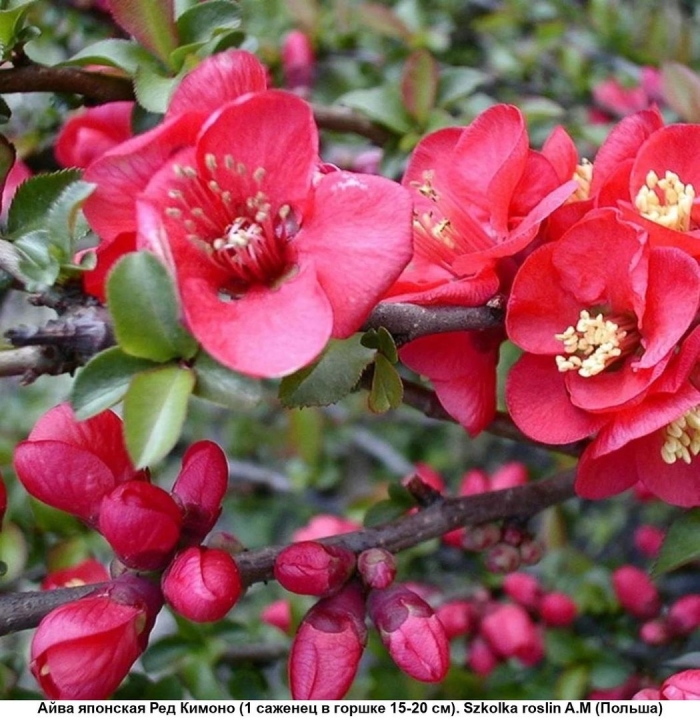 Хеномелес маулея