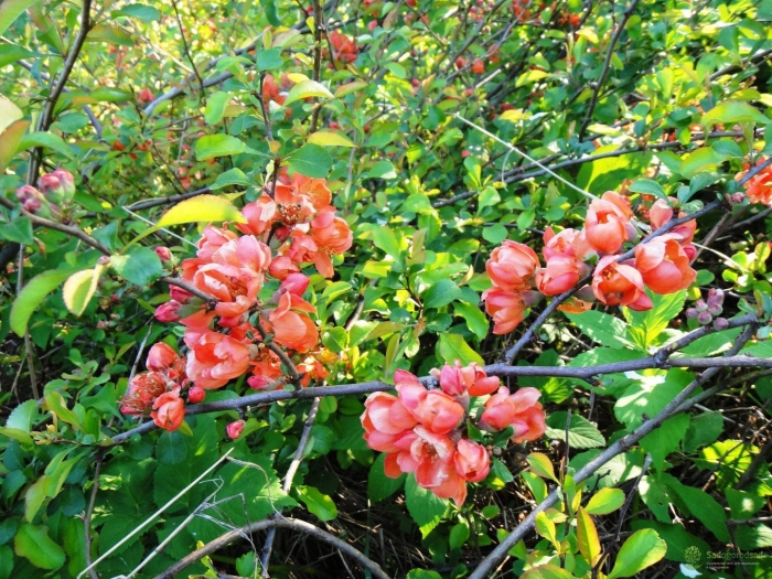 Дикая айва кустарник