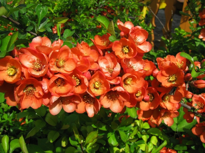 Японская айва кустарник