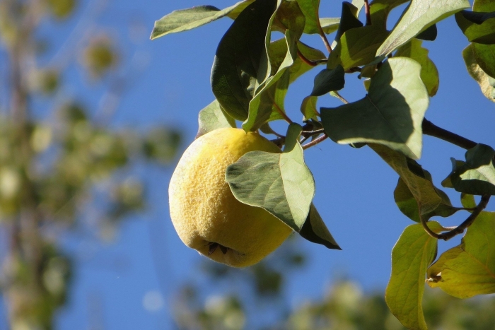 Айва фрукт дерево