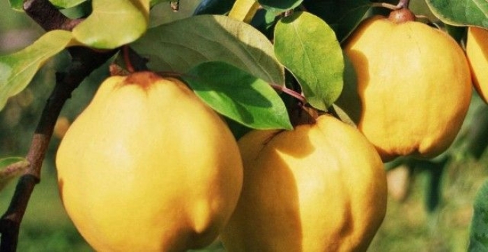 Айва обыкновенная