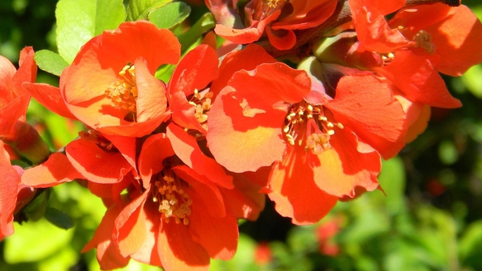 Айва японская хеномелес