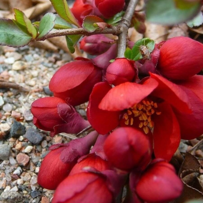 Айва хот файер