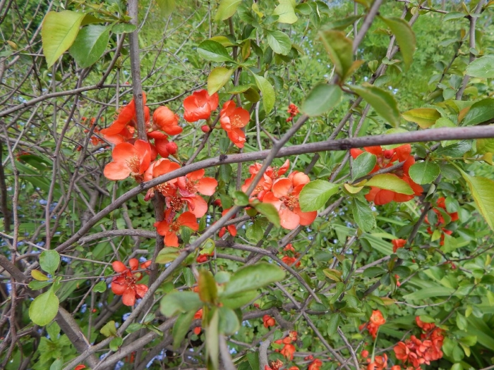 Айва японская кустарник