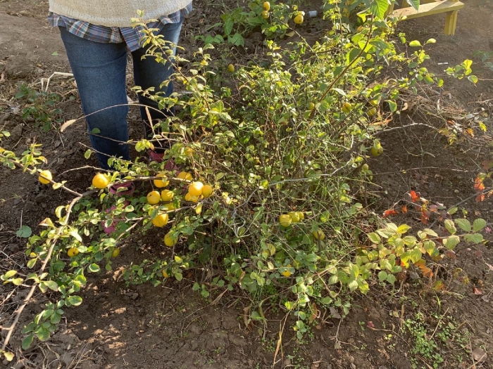 Кустарник лимонник айва