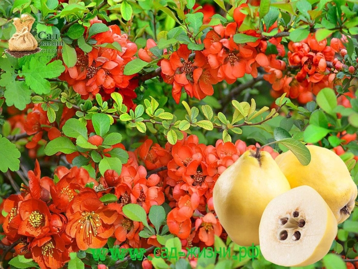 Хеномелес маулея