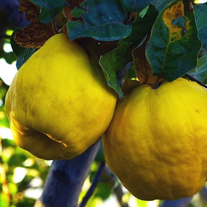 Дерево айва