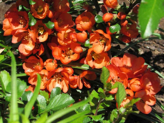 Хеномелес японский айва японская