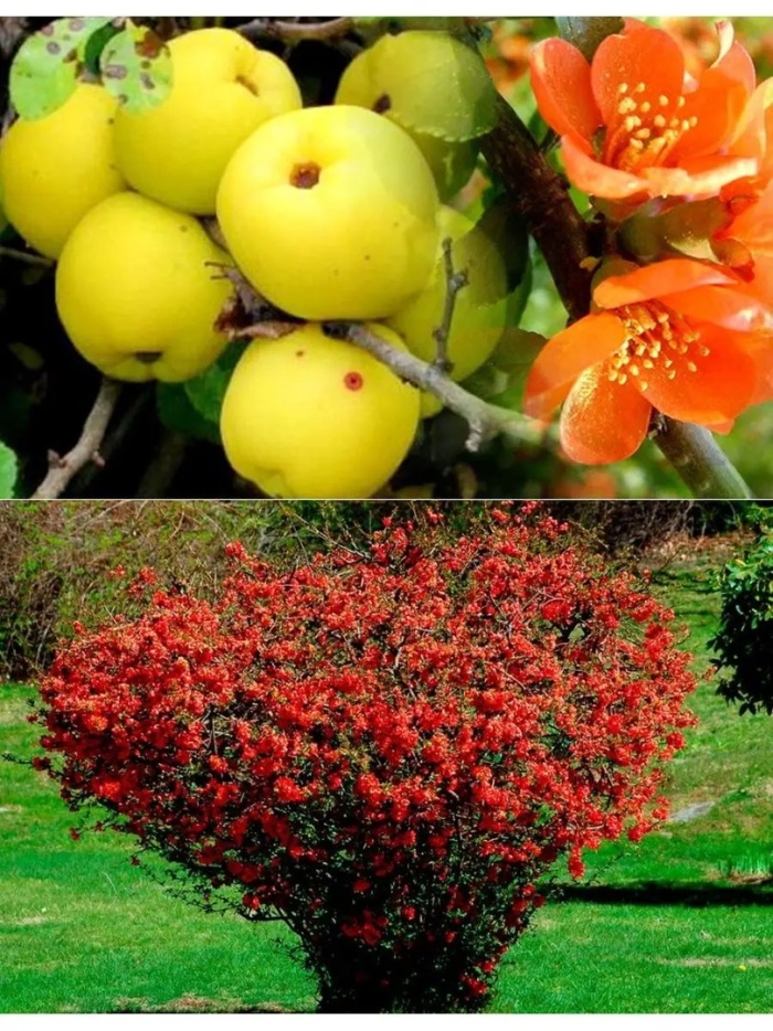 Японская айва плоды