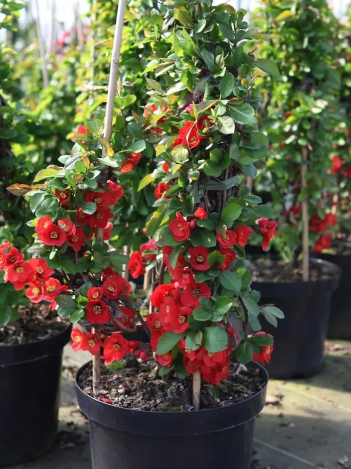 Айва японская nicoline