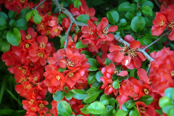 Айва файр дэнс