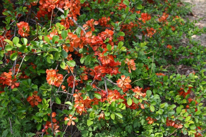 Айва хеномелес японская