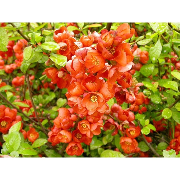 Хеномелес кустарник