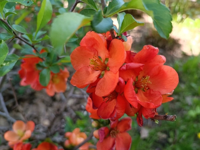 Айва японская хеномелес