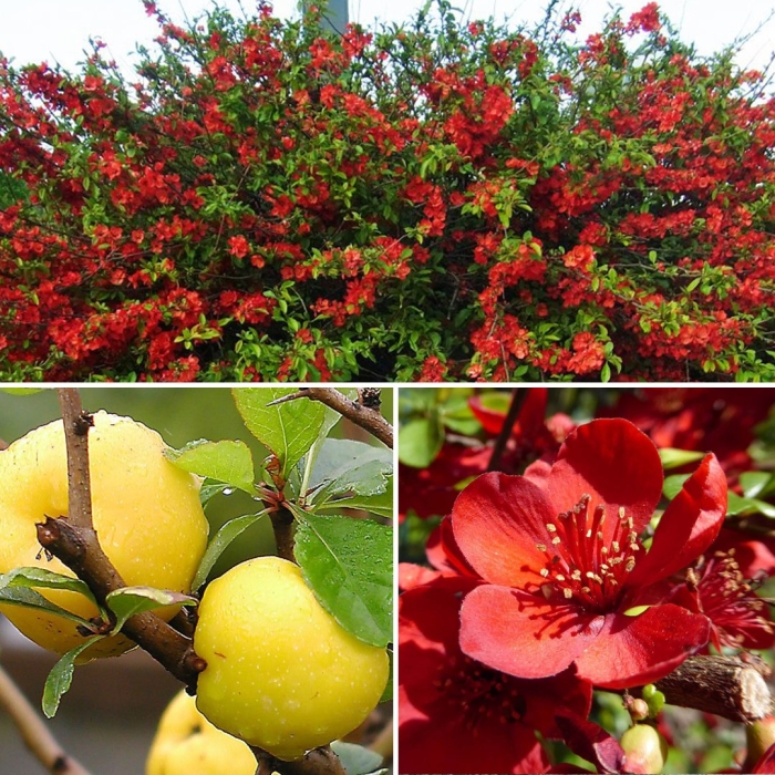 Айва японская хеномелес