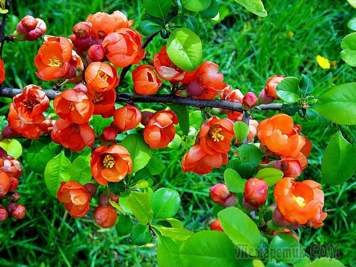 Айва хеномелес