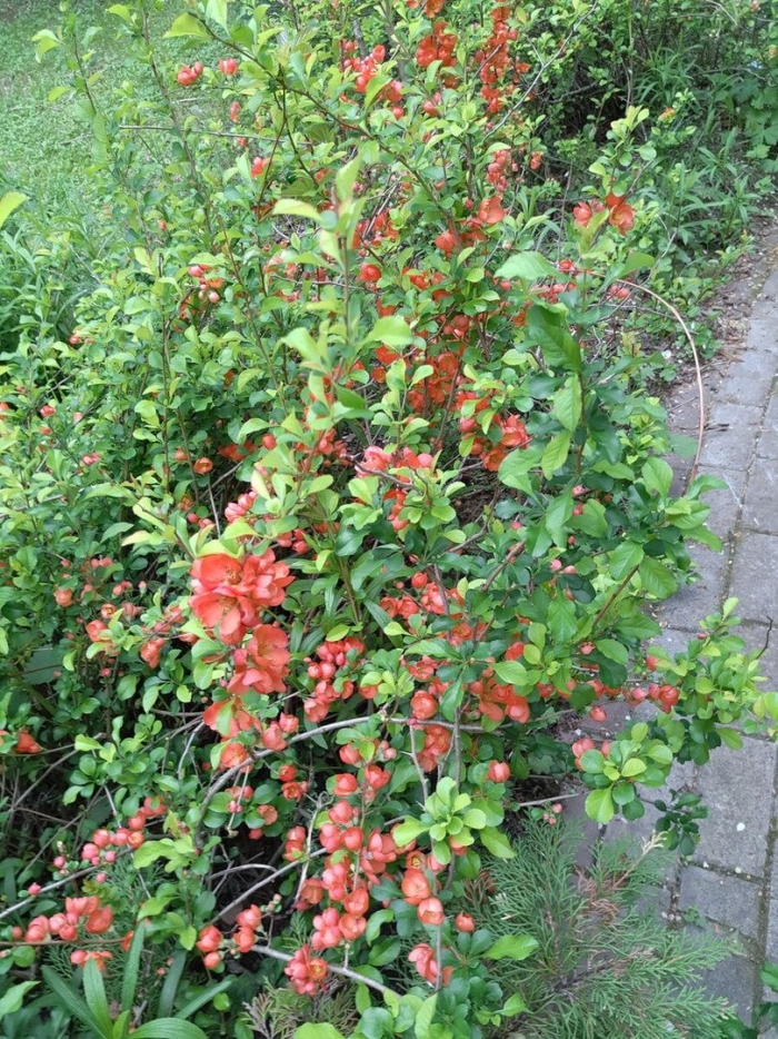 Садовая айва кустарник