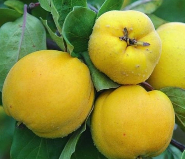 Айва сорт румо