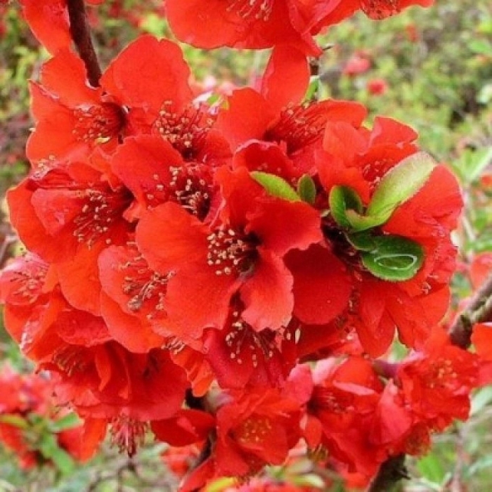 Хеномелес fire dance