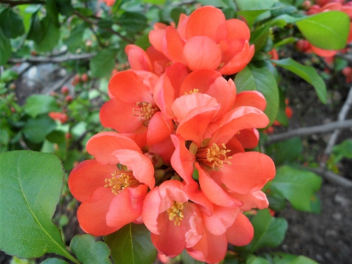 Айва хеномелес