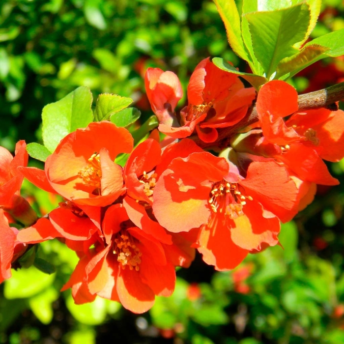 Айва японская