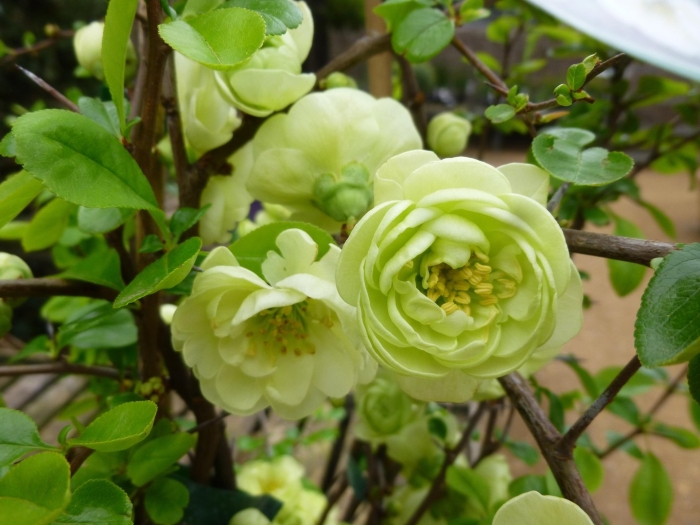 Хеномелес киншиден