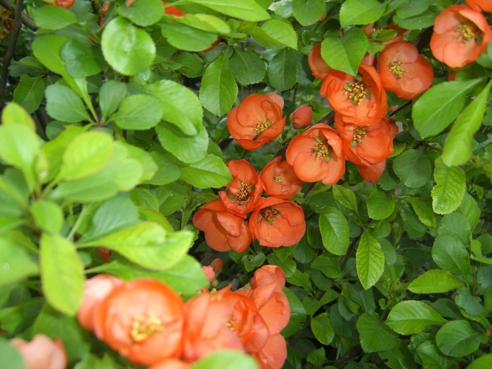 Айва хеномелес куст