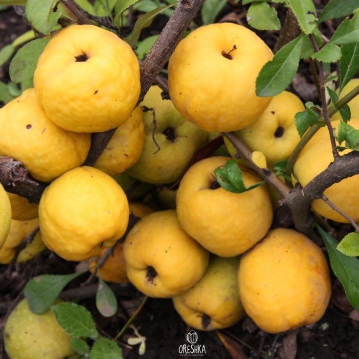 Саженец айва японская