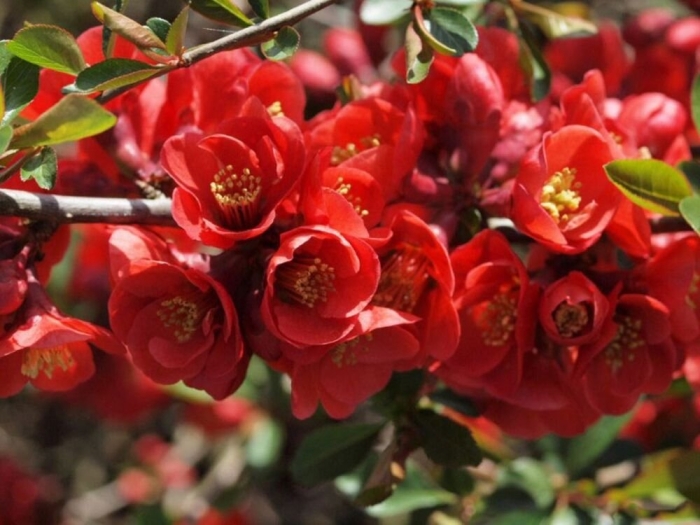 Айва великолепная кримсон энд голд