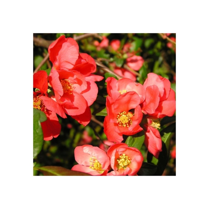 Айва (хеномелес) великолепная боуль де фё