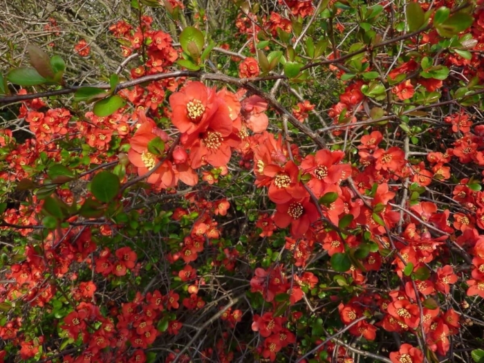 Айва кримсон энд голд