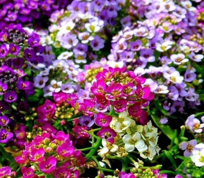 Алиссум виолет квин