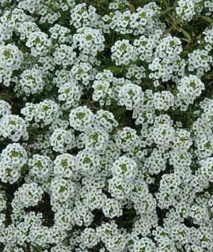 Алиссум клеа