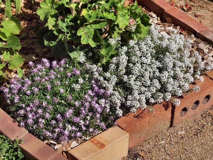 Алиссум мэджик циклес микс