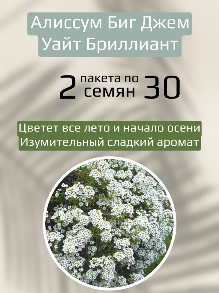 Алиссум биг джем уайт бриллиант