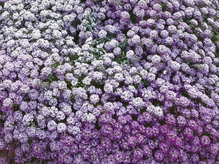 Алиссум(лобулярия) фиолетовая королева