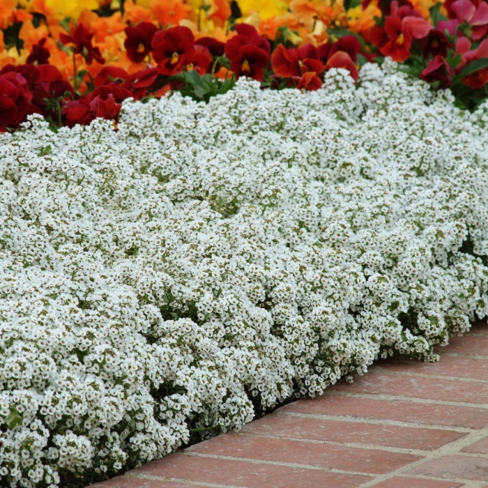 Алиссум ампельный