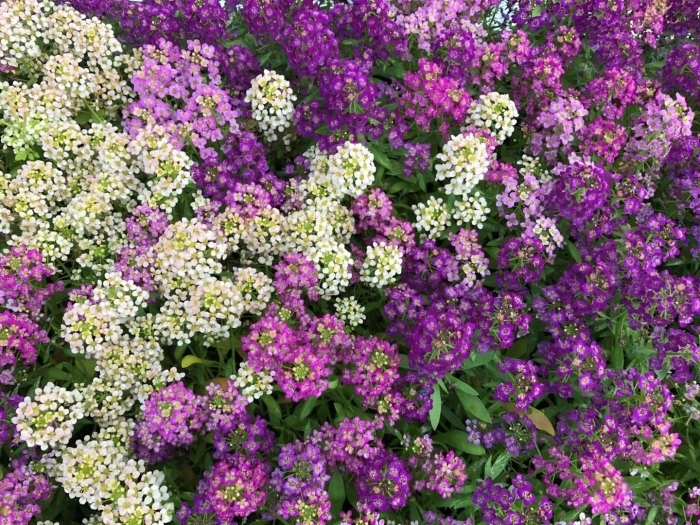 Алиссум эстер боннет