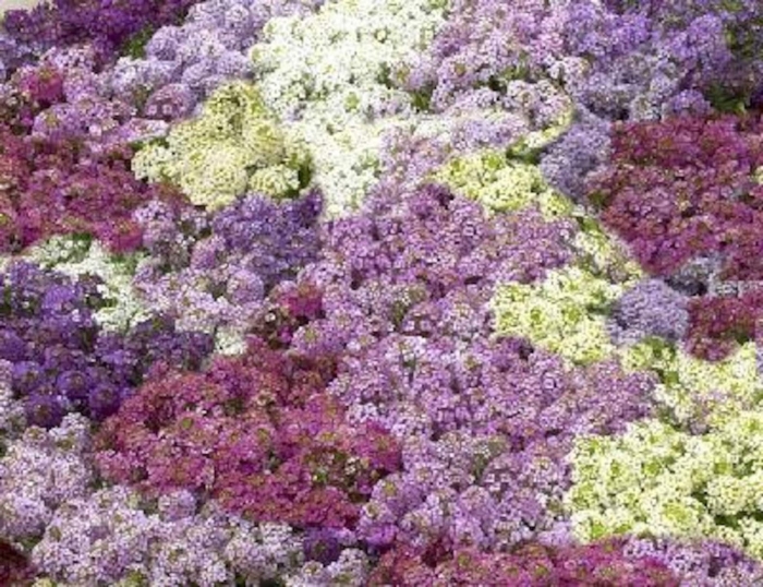 Алиссум эстер боннет виолет