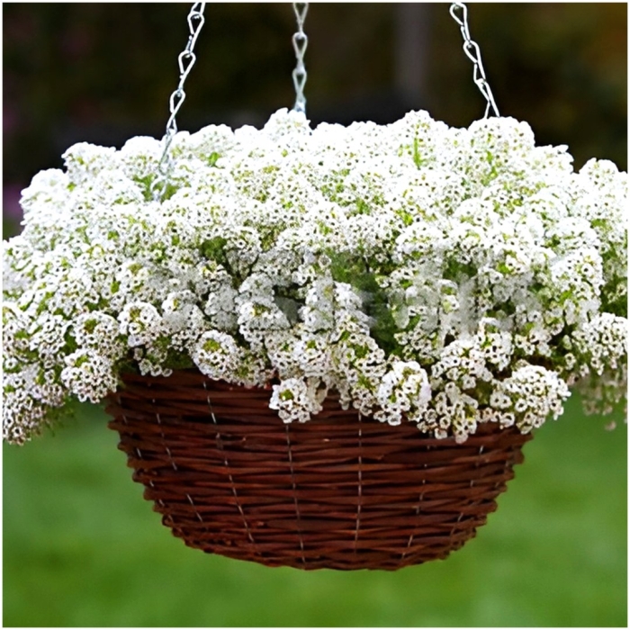 Алиссум ампельный клеа кристал