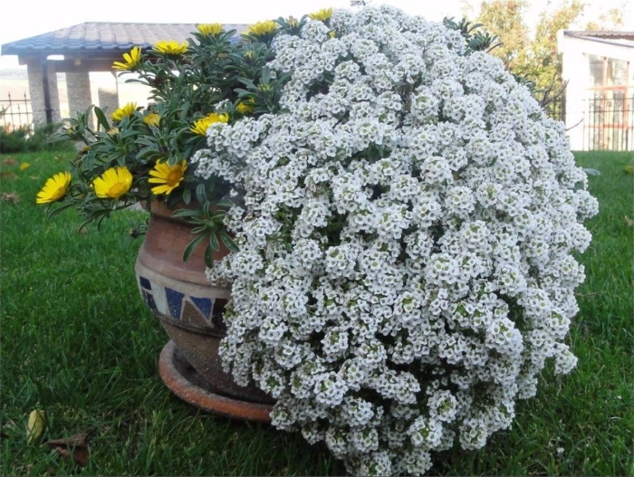 Алиссум maritimum benthamii