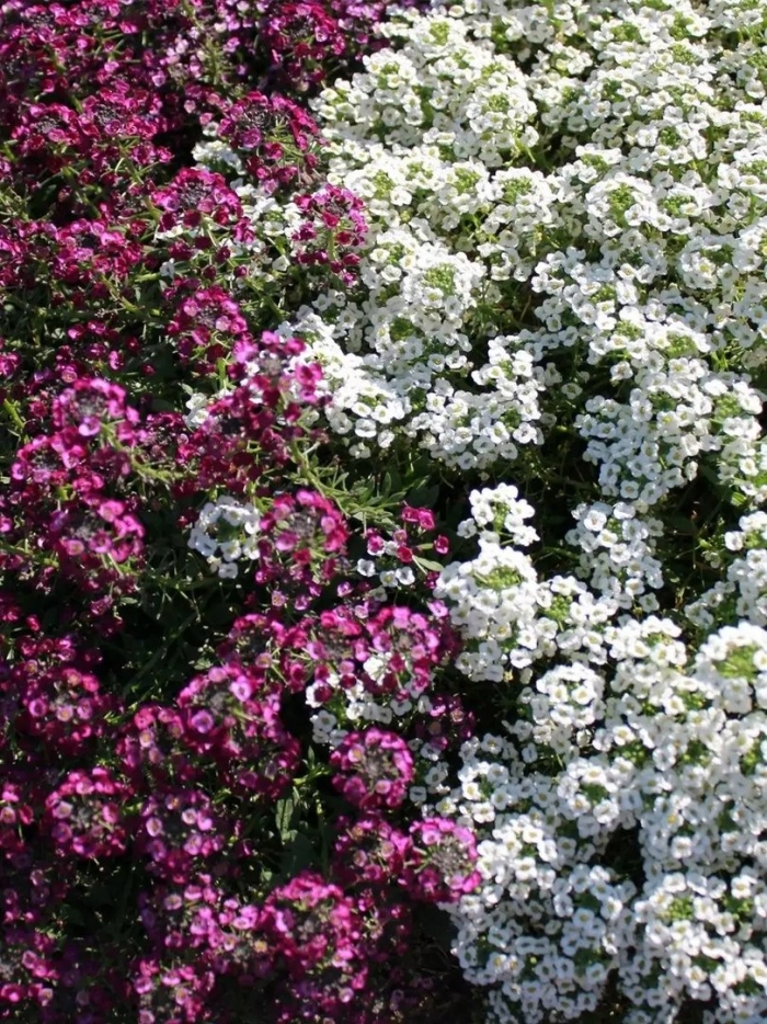 Алиссум боннет микс