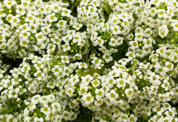 Алиссум lobularia maritima