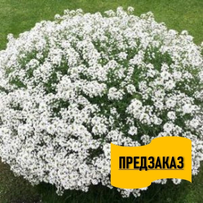 Алиссум принцесса сноу