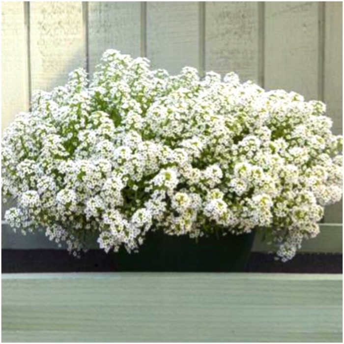 Алиссум норс фейс