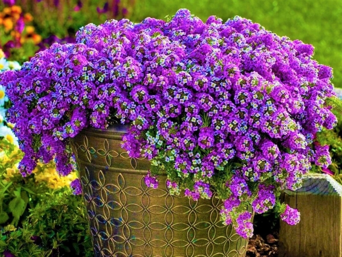 Алиссум ампельный клеа кристалл лавандер