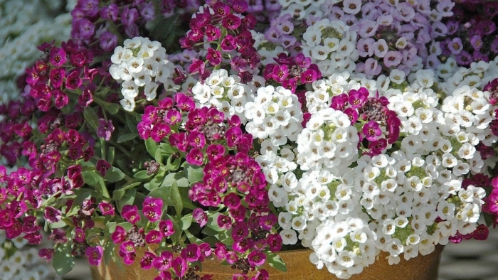 Алиссум мэджик циклес микс