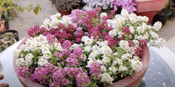 Алиссум цветок